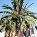 Centro Palmera