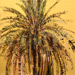 Palmera al atardecer