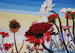 Gerberas
