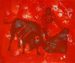 Torregar - Tauromaquias II